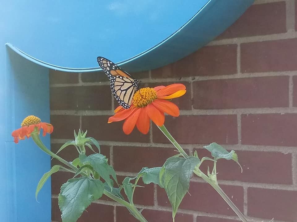 Monarch mexican sunflower